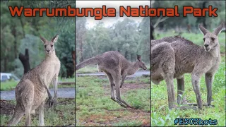 Camping at Warrumbungle National Park | NSW | Sydney | Camp Blackman | Vlog | Indian | 2021