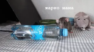 Крысе жарко, что делать? 4 способа помощи 🐀