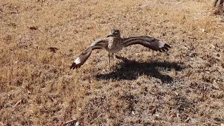 Thick-Knee Bird