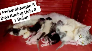 Perkembangan 8 Bayi Kucing Usia 0 sampai 1 bulan, Kucing Mixdome Persilangan Kucing Kampung X Persia