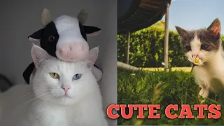 Baby Cats - Cute & Funny Cats Videos Compilation