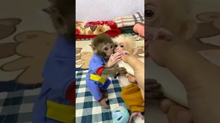 #monkey #animals #cutebaby #funny #memes #trendingshorts #monkeybaby #socute #babycute #smart