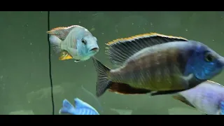 SUNDAY SWIM 19MAY24 #fish #beautiful #love #africancichlids @mattyfish33