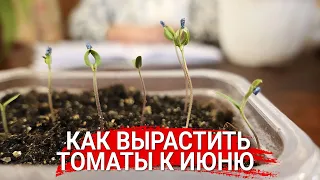 Как вырастить томаты к июню