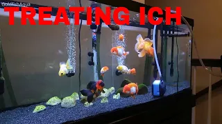 Goldfish Tank TREATING ICH!