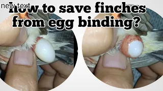 how to save birds from egg bound