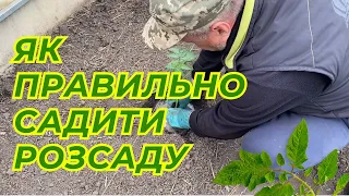 ✅ Збирайте врожай відрами! Як правильно садити розсаду помідорів для максимального врожаю?