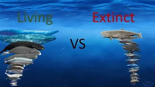 Whales Size Comparison Living Extinct