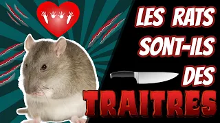 Les rats sont-ils des traitres ? Partie 1 - Cuicui Express #29 ENG SUBS