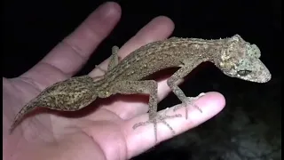 New species of gecko discovered on Queensland island