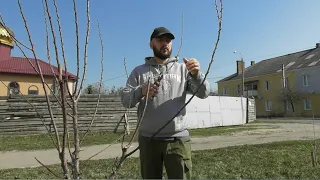 Як обрізати абрикос - однолітнє та трирічне дерево. Формування чашею та з центральним провідником