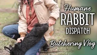 Humane Rabbit Dispatch & Butchering - Education for self-sustainability (Silver Fox meat rabbits)
