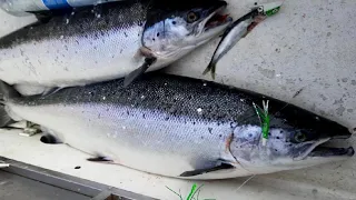 Atlantic Salmon from Baltic Sea