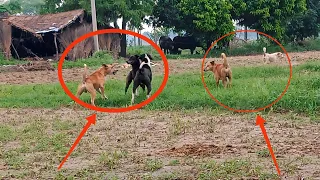कुत्तों के दो गुटों में सबसे खतरनाक लड़ाई । Village Dog🐕 Dangerous Fighting।