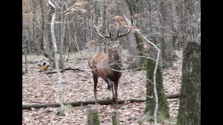 Chasse aux Gros Gibiers en Sologne