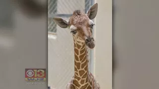 Necropsy Reveals Md. Zoo's Baby Giraffe, Euthanized At 1 Month, Had Nerve Damage