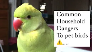 Common household dangers to pet birds ⚠️