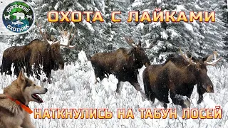 Охота с лайками - наткнулись на табун лосей.