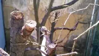 Oiseaux dans volière extérieur