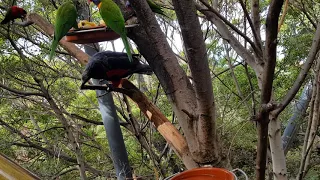 Parrots Loro parque