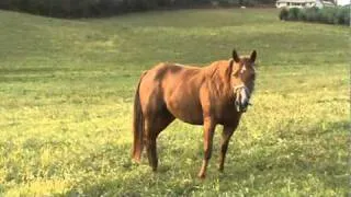 Pine N Peppy AQHA mare FOR SALE