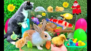 Playing with Cute Animals, Catching Cats, Crabs, Turles, Koi Fish, Goldfish, Rabbit, Ducks, Cow Lion