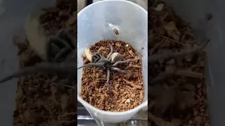 Burrowing Wolf Spider Brutally Demolishes it’s Prey #shorts