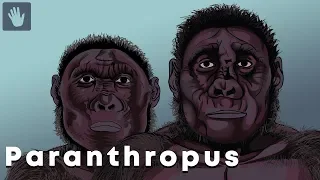 Paranthropus Evolution