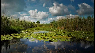 Explore the Amazing Wildlife of Danube delta Sept 2019