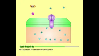 Fotosyntéza, část 8: ATP-syntasa