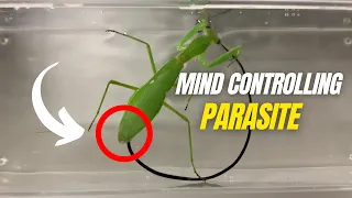 Parasitic Worms Hijack Mantis Minds!