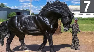 7 Most Powerful Horse Breed On Planet Earth