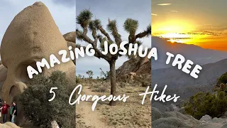 An incredible day trip of 5 hikes in Joshua Tree National Park