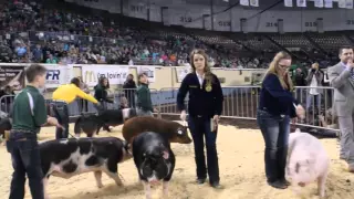 2016 Oklahoma Youth Expo Grand Market Hog Drive