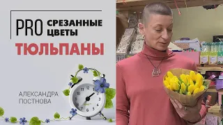 Тюльпаны - самые весенние цветы | Букет для поднятия  настроения и на все случаи жизни