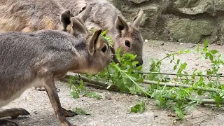 Праздничный стол для патагонских мар