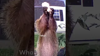 Groundhog Caught Destroying Guy's Garden Brings His Whole Family For Dinner | The Dodo