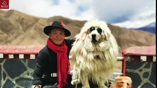 Himalayan Man with the Most Expensive Dog in the World: how is their daily life? (full documentary)