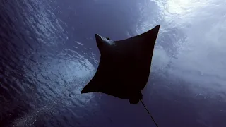 Spotted Eagle Rays (Aetobatus narinari).Cozumel, México