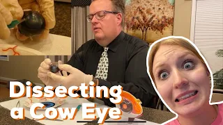 Dissecting A Cow Eye