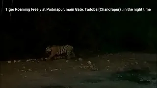 HOW CHOTA MATKA Tiger Attack Out of Jungle | Tadoba National Park | Lets Go Vlogs & Lifestyle