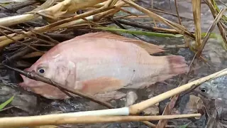 amazing fishing a fisherman skill catch fish a lots on the road flooding by best hand today