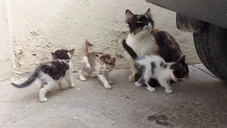 Mother Cat Trusting Human she's not carrying her kittens back