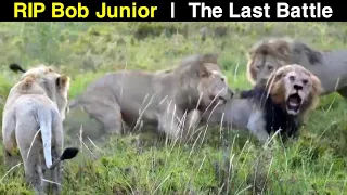 Famous Lion Bob Junior [Snyggve] is Brutally Killed By 3 Young Lion