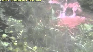 Three Mexican wolf pups go exploring