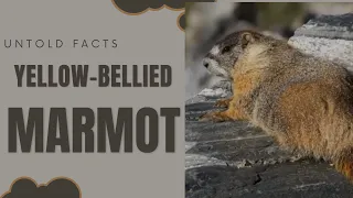 yellow-bellied marmot facts