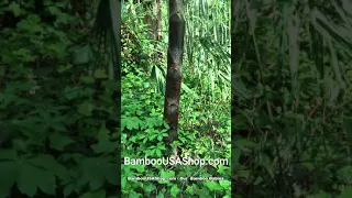 BambooUSAShop.com - Our Bamboo Babies