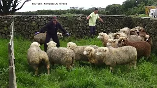 Shearing Sheep - Tosquiar Ovelhas - Exploração Agrícola Marco Paulo Cândido - Ilha Terceira - Açores