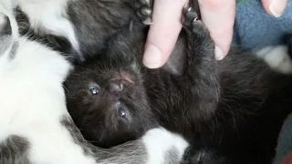 KITTEN OPENS her EYES for the FIRST TIME and takes her FIRST STEPS