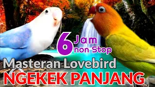 Masteran Love bird Fighter Ngekek Panjang 6 JAM NON STOP